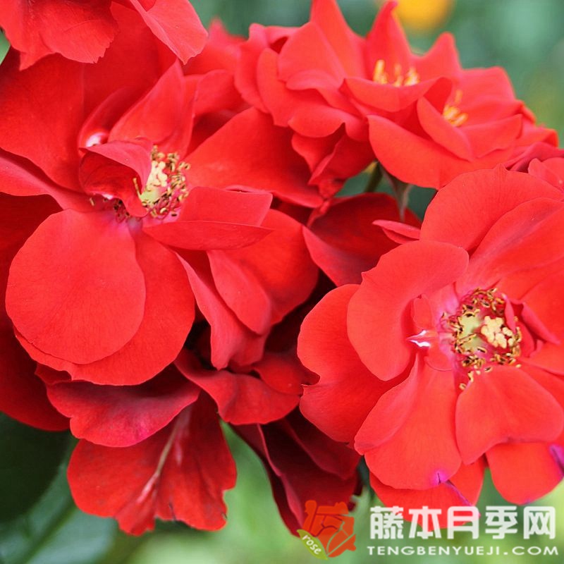 红辣椒粉月季 红辣椒粉月季
