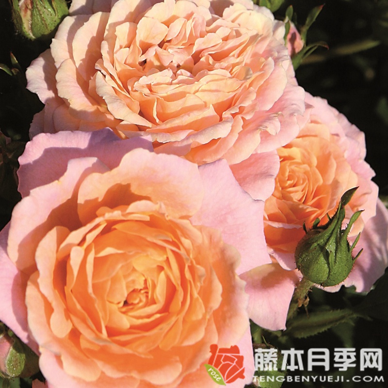 桃色小柑橘 桃色小柑橘