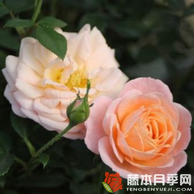 桃色小柑橘 桃色小柑橘