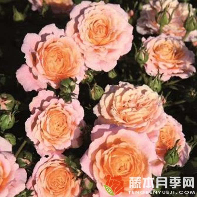 桃色小柑橘 桃色小柑橘