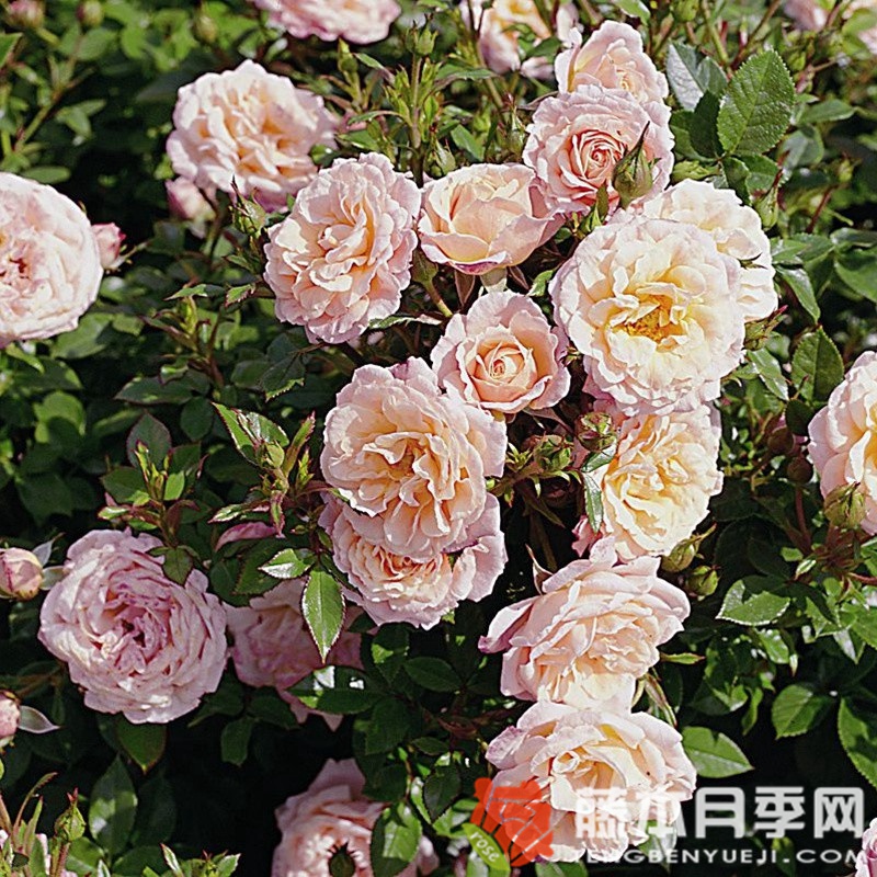 桃色小柑橘 桃色小柑橘