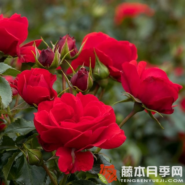 人参果月季 人参果月季