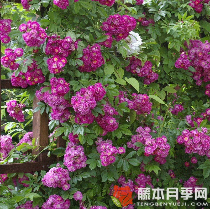 永恒蓝色月季 永恒蓝色月季