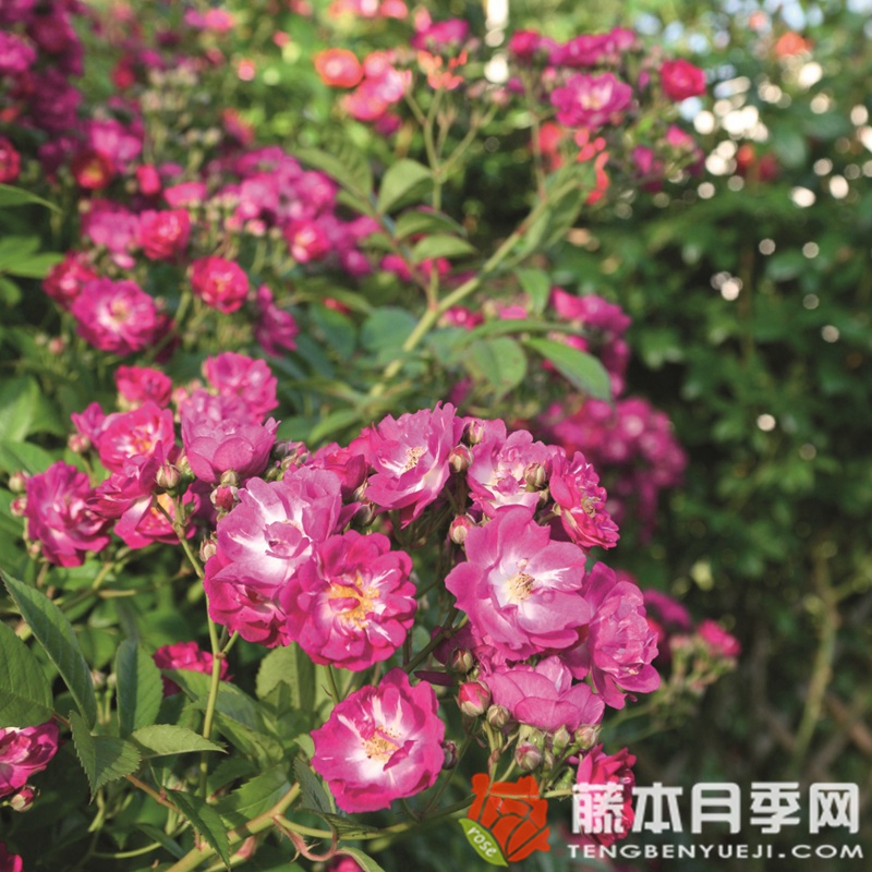 永恒蓝色月季 永恒蓝色月季