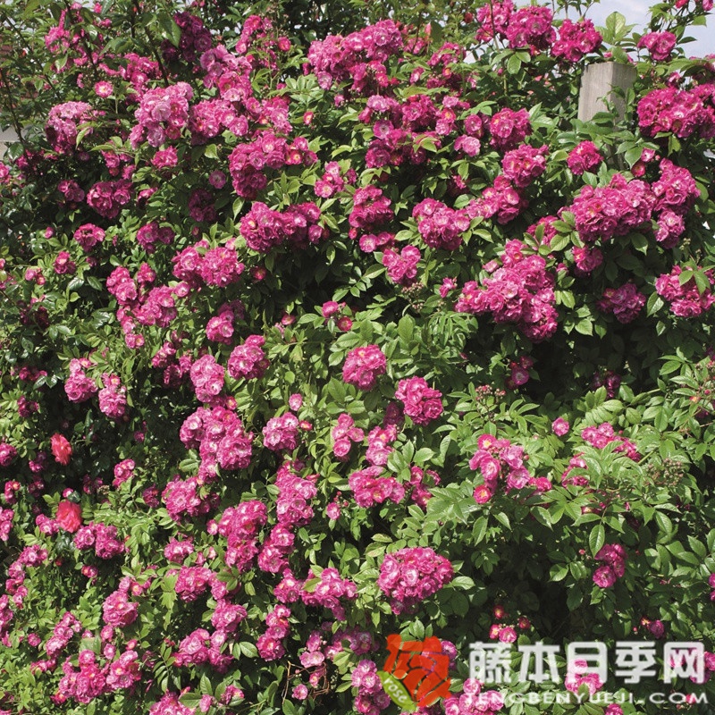 永恒蓝色月季 永恒蓝色月季
