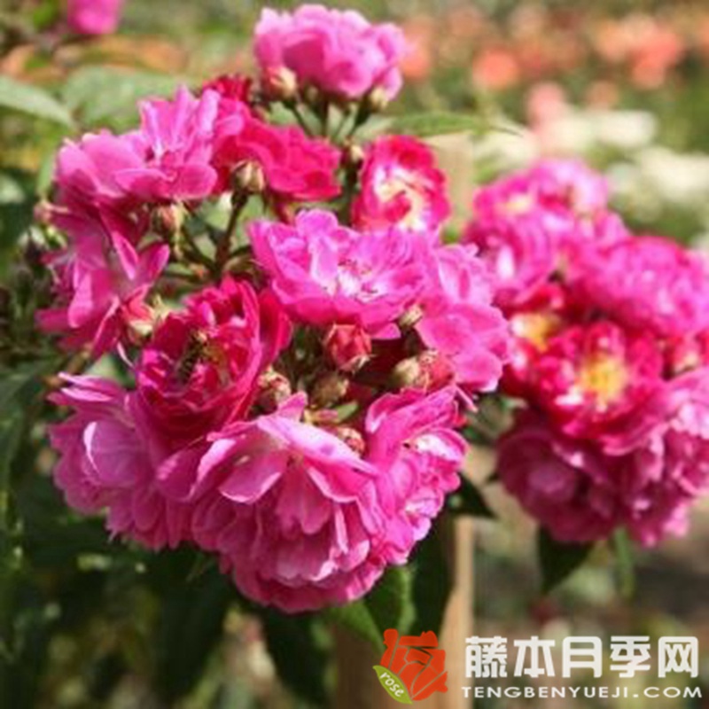 永恒蓝色月季 永恒蓝色月季