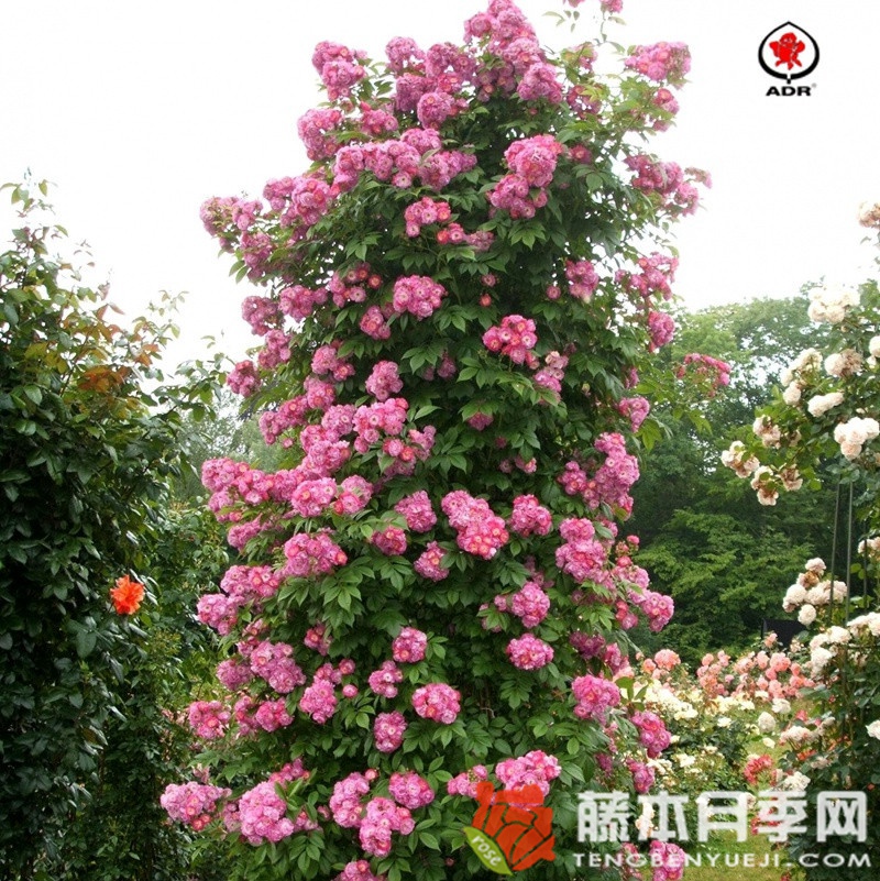 永恒蓝色月季 永恒蓝色月季