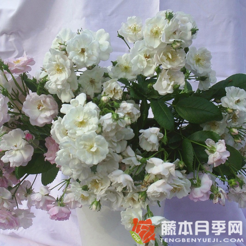 不眠羞涩 不眠羞涩Perennial Blush