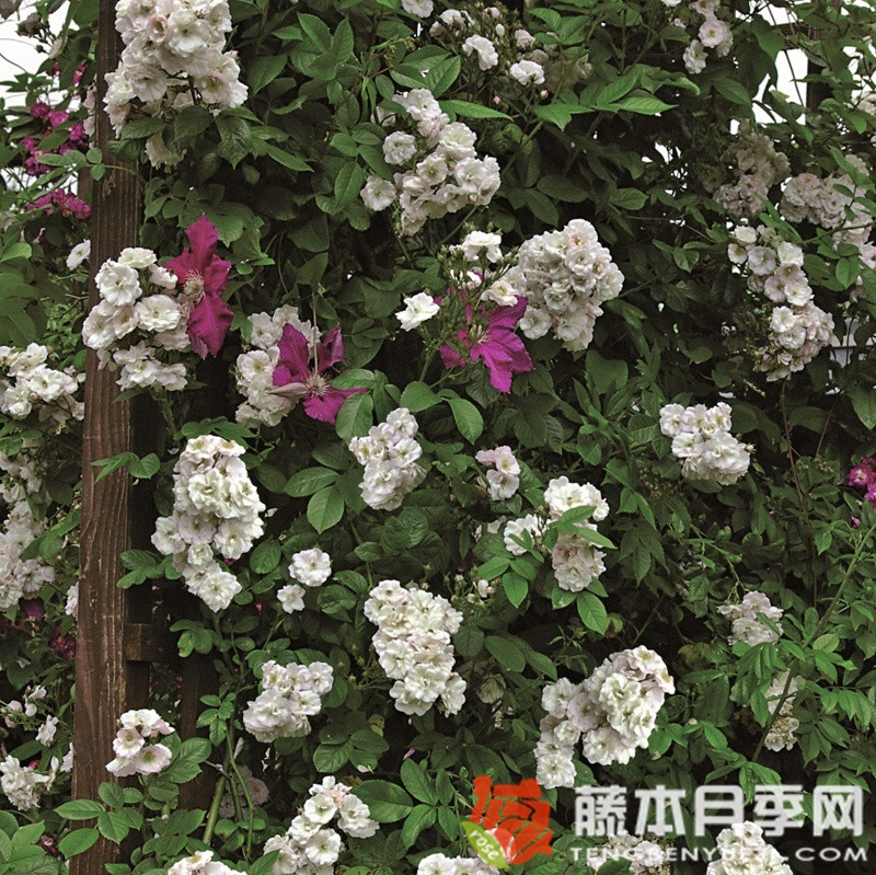 不眠羞涩 不眠羞涩Perennial Blush