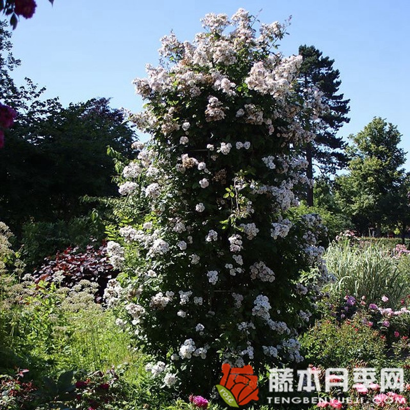 不眠羞涩 不眠羞涩Perennial Blush