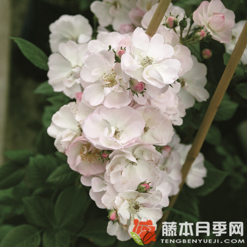 不眠羞涩 不眠羞涩Perennial Blush