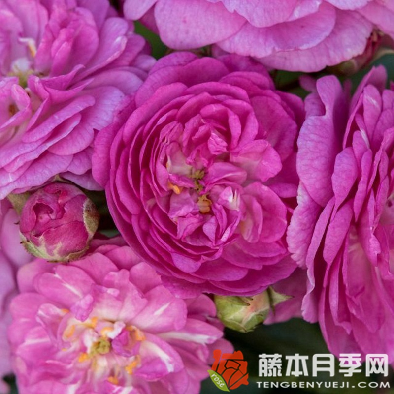 月季花不开花怎么办 月季花不开花怎么办