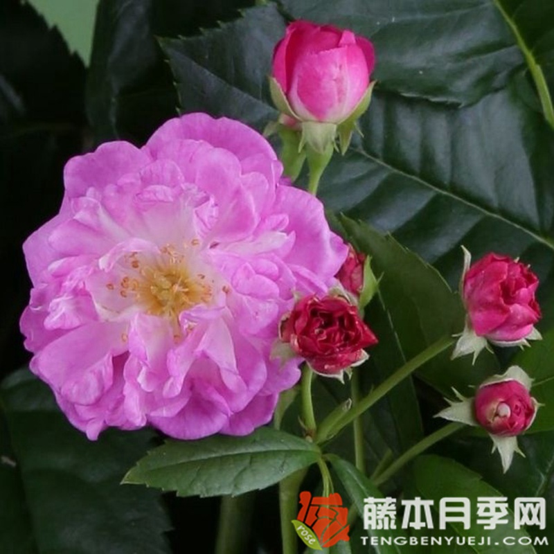 四季罗莎莉 四季罗莎莉