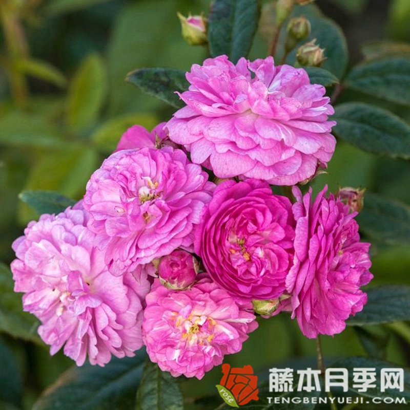 四季罗莎莉 四季罗莎莉