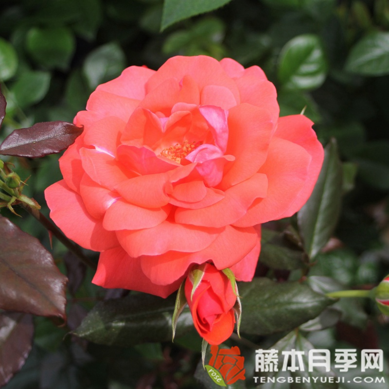 短笛月季 短笛月季