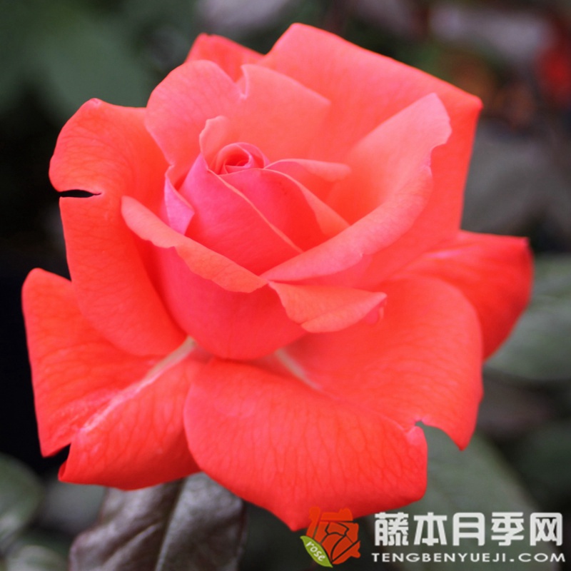 短笛月季 短笛月季