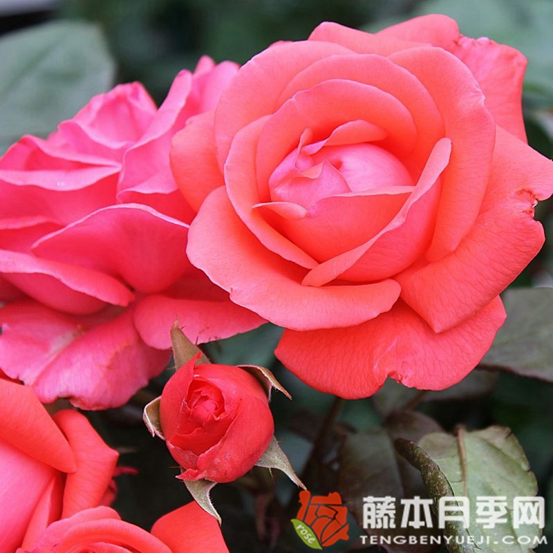 短笛月季 短笛月季