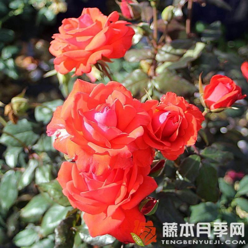 短笛月季 短笛月季