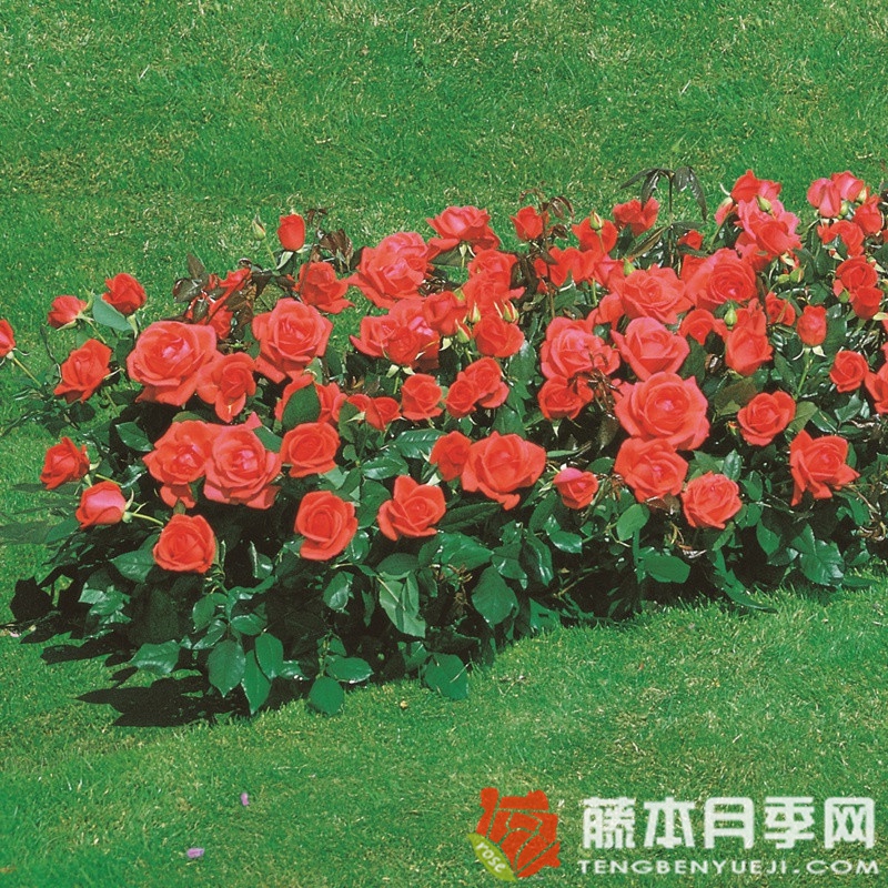 短笛月季 短笛月季