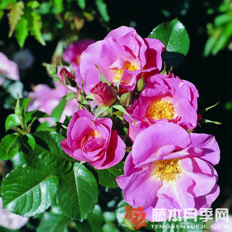 粉红罗布斯塔 粉红罗布斯塔