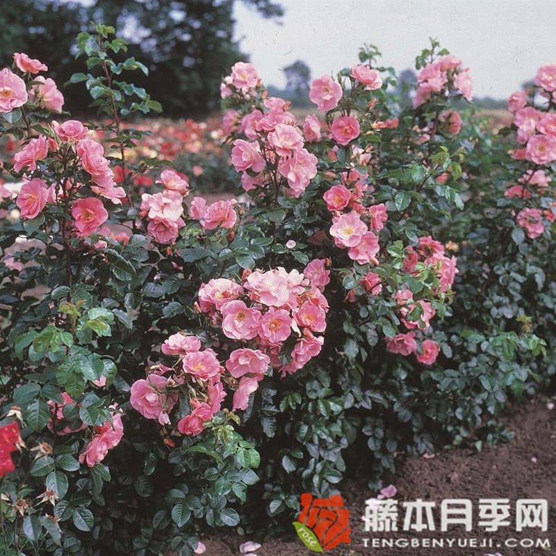 粉红罗布斯塔 粉红罗布斯塔