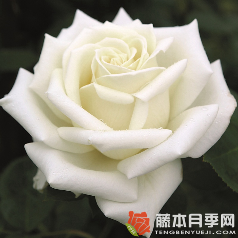 极星号月季 极星号月季