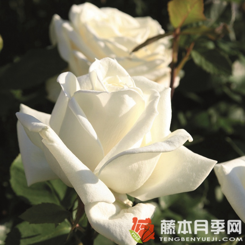 极星号月季 极星号月季