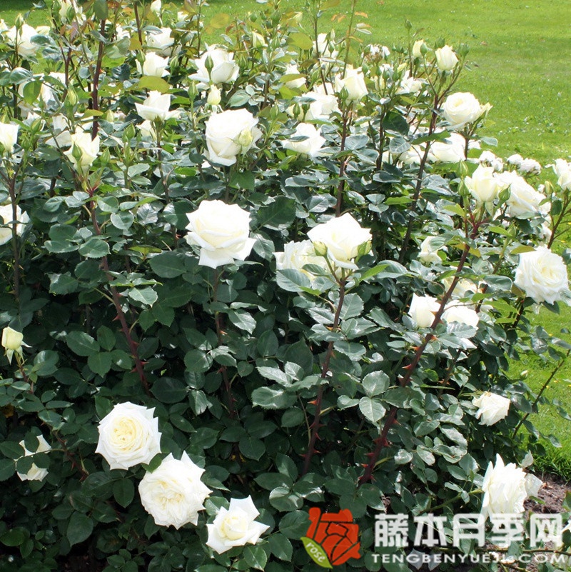 极星号月季 极星号月季