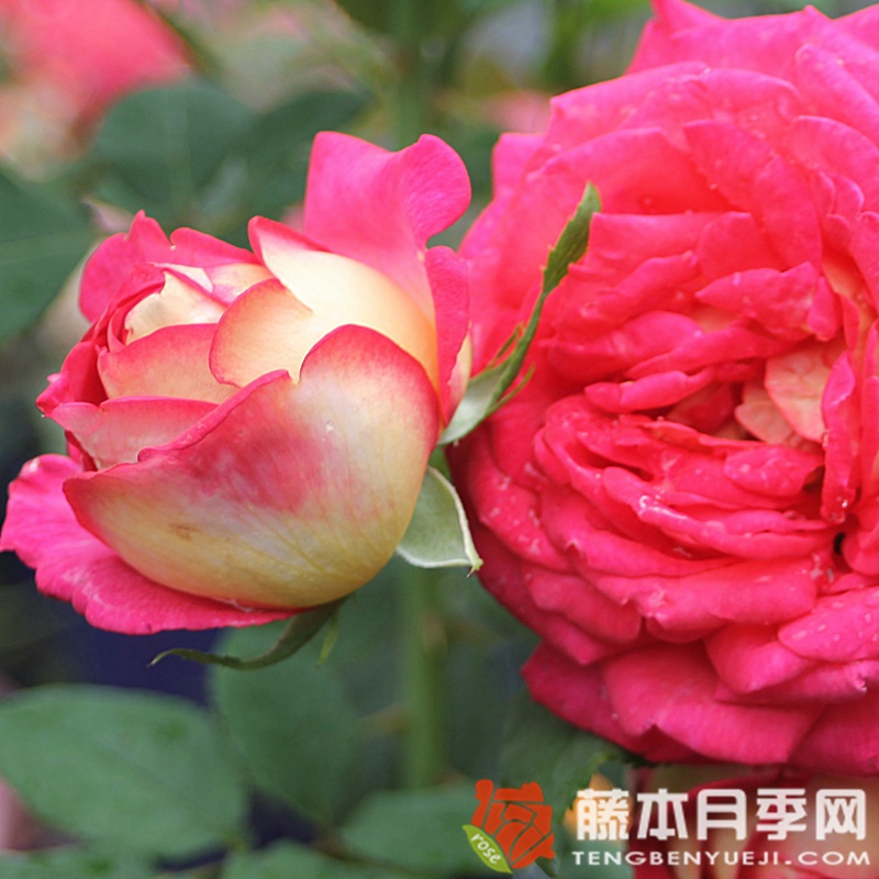 丽贝卡/蝴蝶梦月季 丽贝卡/蝴蝶梦月季