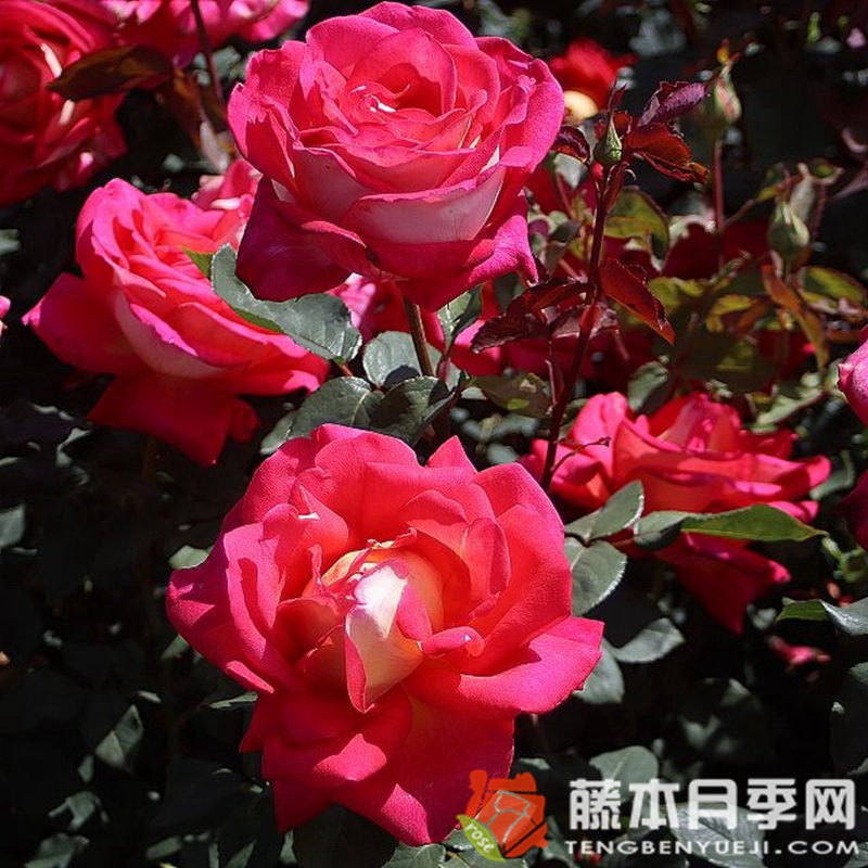 丽贝卡/蝴蝶梦月季 丽贝卡/蝴蝶梦月季