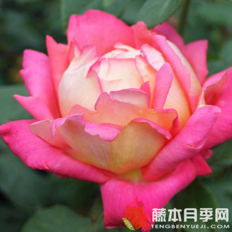 丽贝卡/蝴蝶梦月季 丽贝卡/蝴蝶梦月季