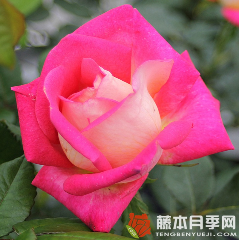 丽贝卡/蝴蝶梦月季 丽贝卡/蝴蝶梦月季