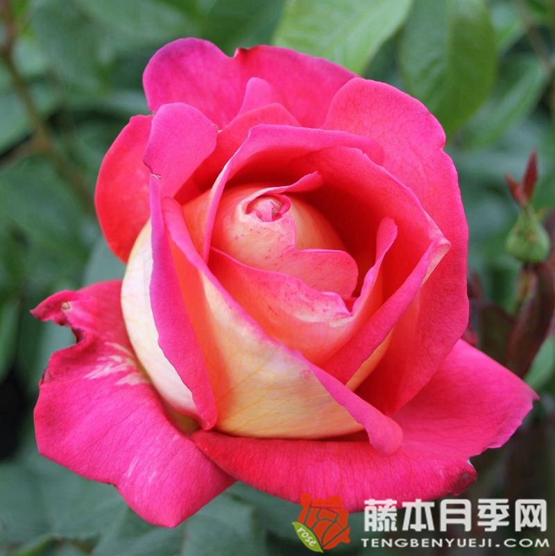 丽贝卡/蝴蝶梦月季 丽贝卡/蝴蝶梦月季