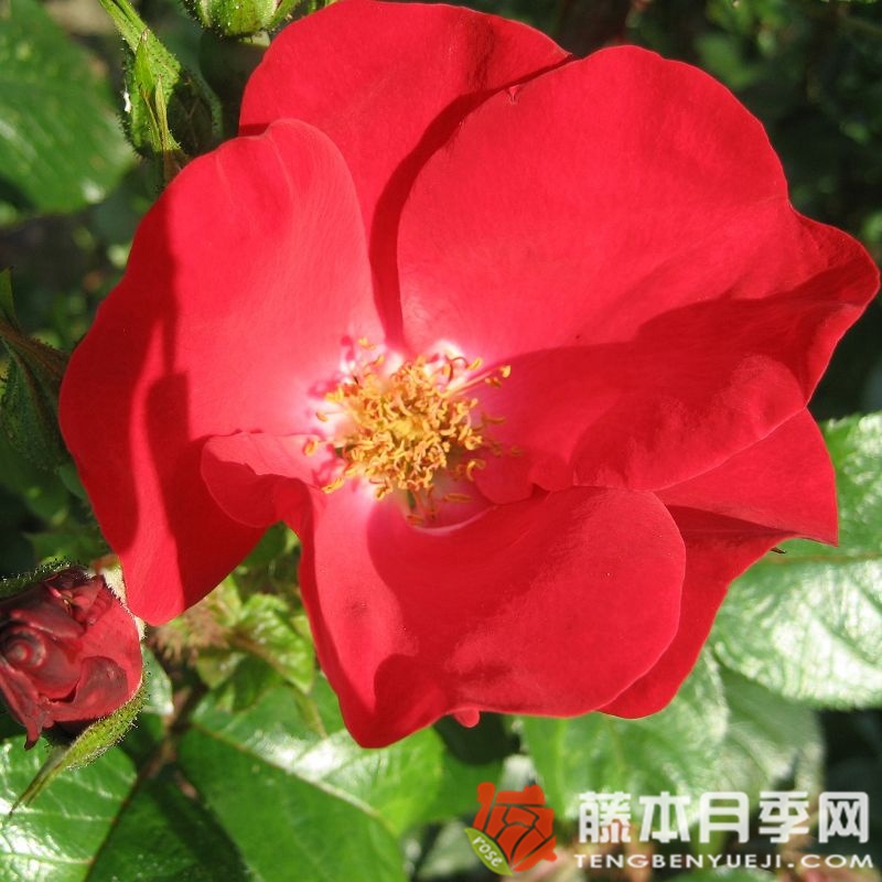 罗布斯塔月季 罗布斯塔月季