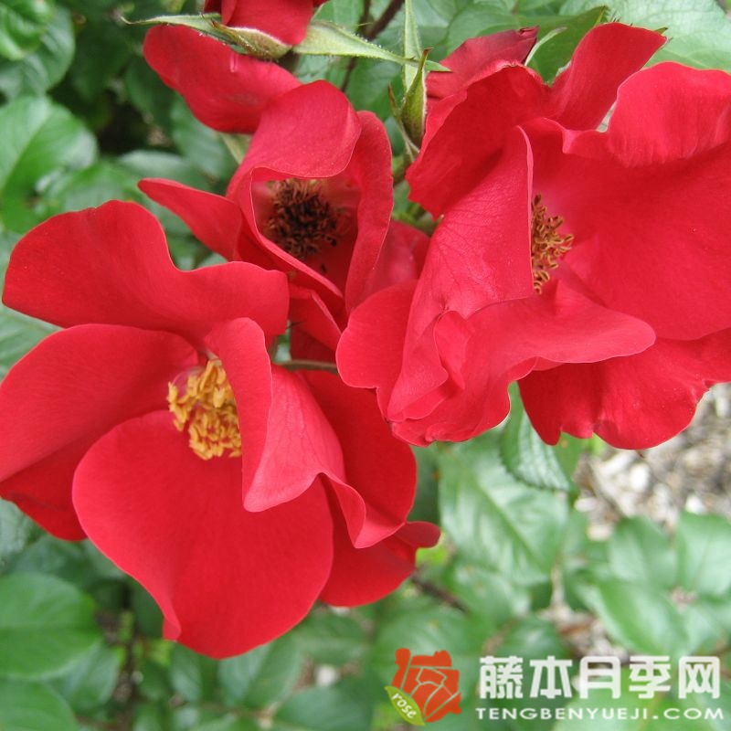 罗布斯塔月季 罗布斯塔月季