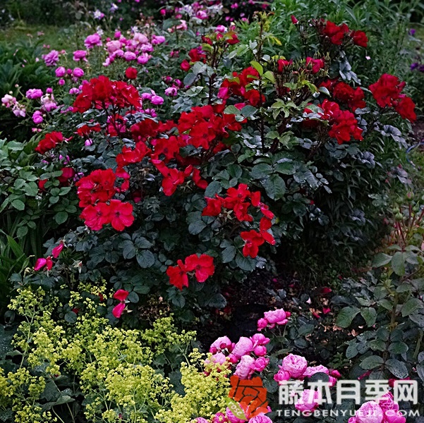 罗布斯塔月季 罗布斯塔月季