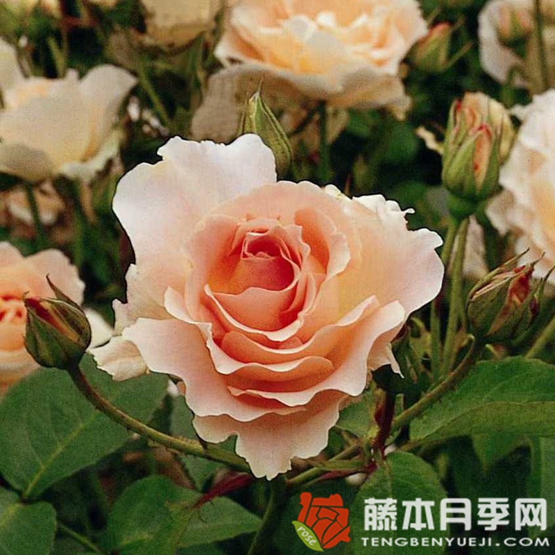 洛可可月季 洛可可月季