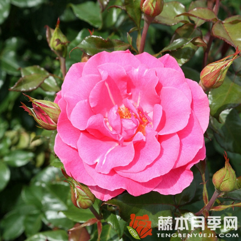 浪漫月季 浪漫月季