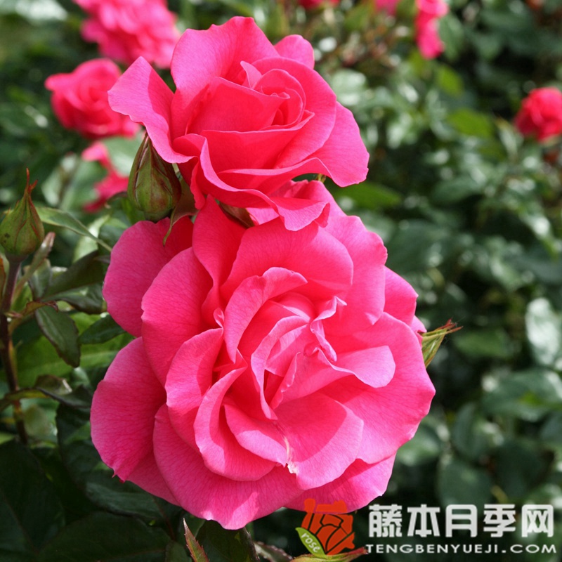浪漫月季 浪漫月季