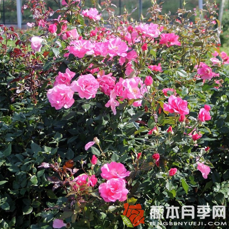 浪漫月季 浪漫月季