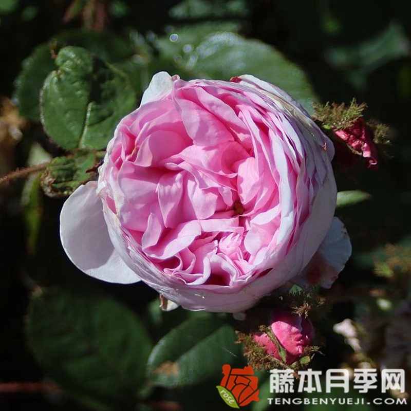 苔藓/百叶蔷薇 苔藓/百叶蔷薇