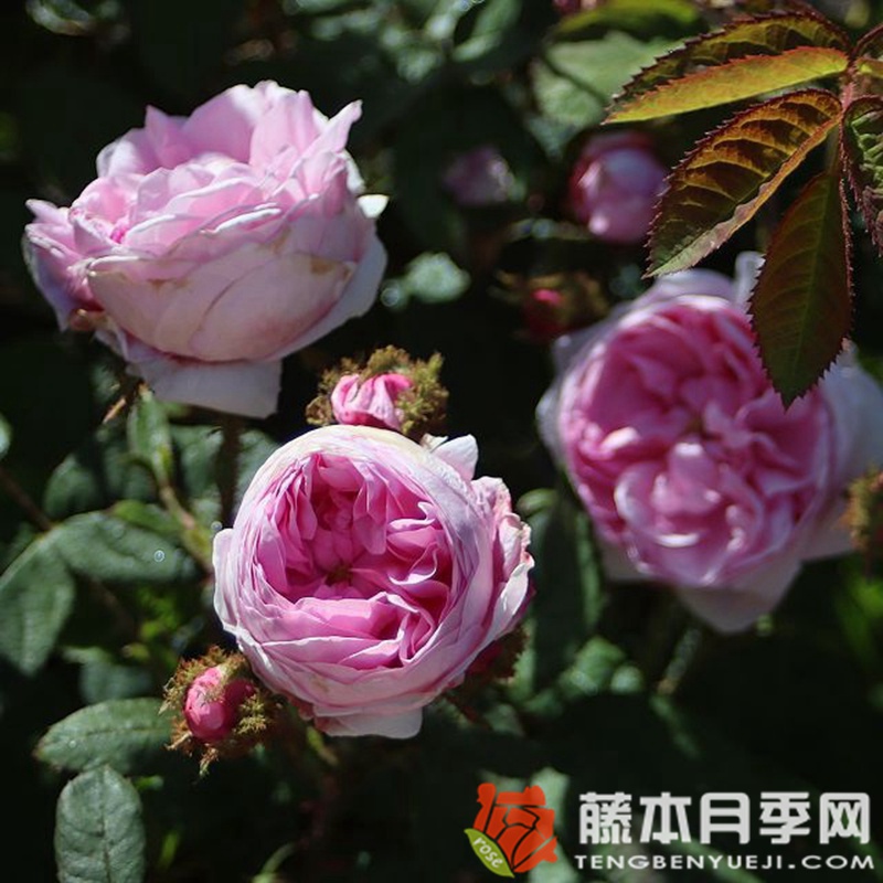 苔藓/百叶蔷薇 苔藓/百叶蔷薇