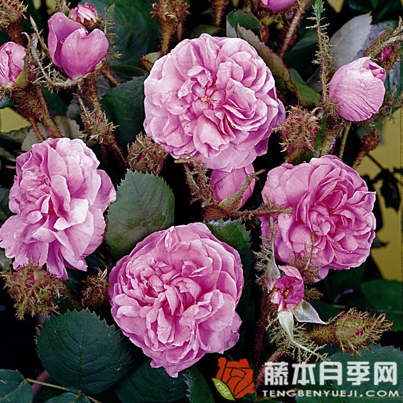 苔藓/百叶蔷薇 苔藓/百叶蔷薇
