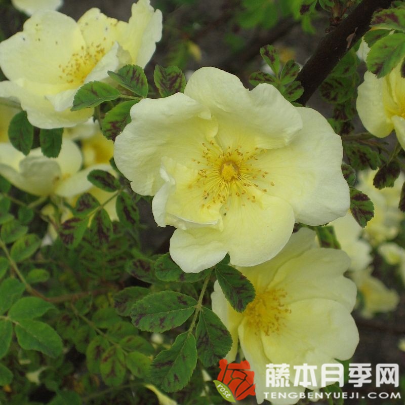 黄蔷薇 黄蔷薇
