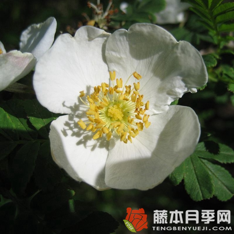 扁刺峨眉蔷薇 扁刺峨眉蔷薇