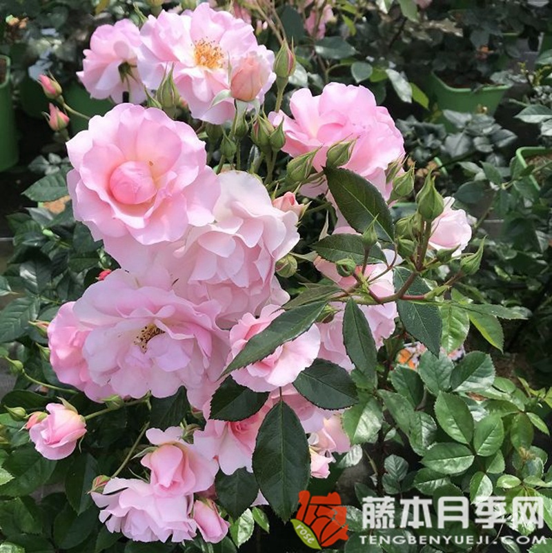 罗萨里奥月季 罗萨里奥月季