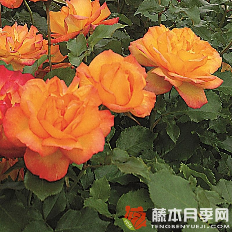 撒哈拉月季 撒哈拉月季