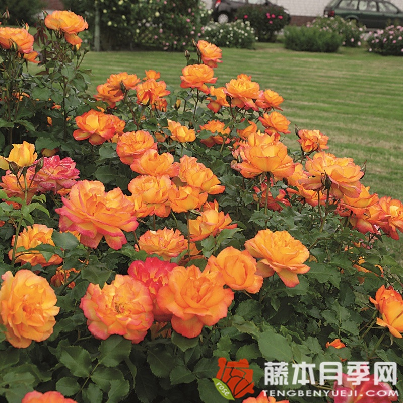 撒哈拉月季 撒哈拉月季