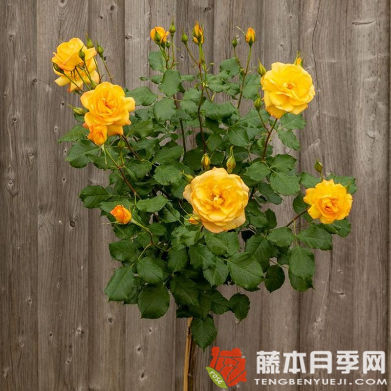 撒哈拉月季 撒哈拉月季