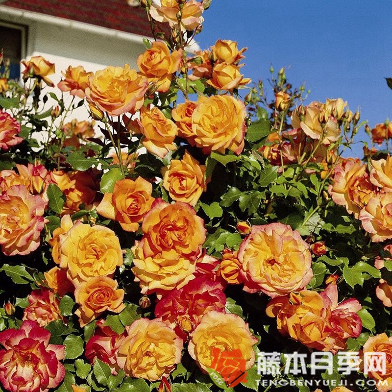 撒哈拉月季 撒哈拉月季